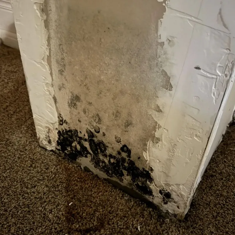Professional Mold Removal in Dixon, CA
